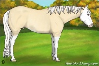 Horse Color:Silver Amber Cream Champagne Dun Splash Rabicano