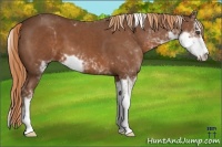 Horse Color:Chestnut Sabino 