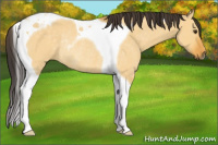 Horse Color:Buckskin Dun Tobiano Rabicano