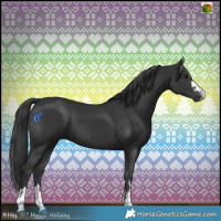 Horse Color:Black  and Black 