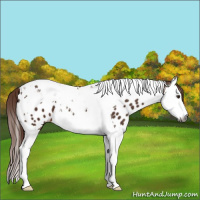 Horse Color:Gray Chestnut Splash Tobiano Appaloosa 