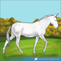 Horse Color:Silver Buckskin Dun Sabino Splash Tobiano Blanket 