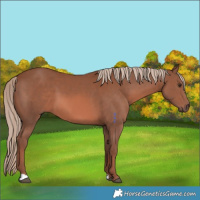 Horse Color:Chestnut Mushroom 