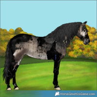 Horse Color:Void Blue Onyx Tobiano Rabicano 