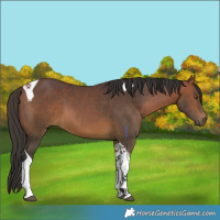 Horse Color:Bay Tobiano 