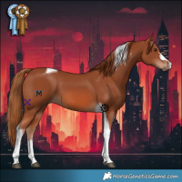 Horse Color:Chestnut Tobiano