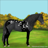 Horse Color:Black Tobiano Varnish