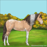 Horse Color:Amber Champagne Tobiano