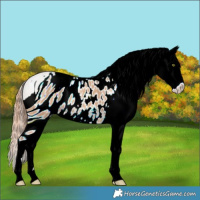 Horse Color:ERROR: UNKNOWN ANOMALY