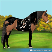 Horse Color:ERROR: UNKNOWN ANOMALY