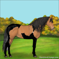 Horse Color:Bay Tobiano