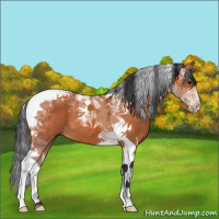 Horse Color:Bay Tobiano 