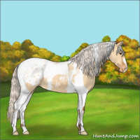 Horse Color:Silver Bay Dun Tobiano Appaloosa 