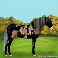 Horse Color:Bay Splash Tobiano 