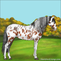 Horse Color:White Spotted Brown Tobiano Leopard 