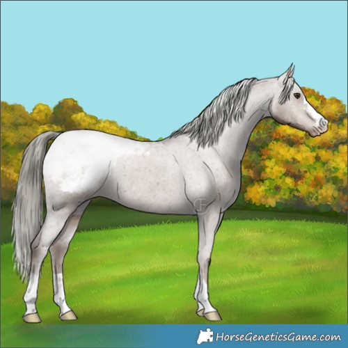 Horse Color:Liver Red Dun Mushroom Appaloosa Brindle 