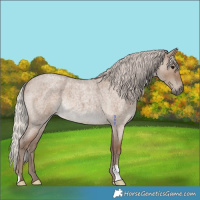 Horse Color:Silver Grullo Roan 