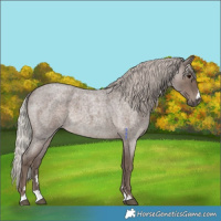 Horse Color:Silver Blue Roan 