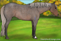 Horse Color:Silver Blue Roan 