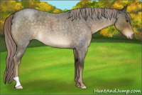 Horse Color:Chocolate Palomino Roan 