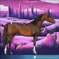 Horse Color:Bay Tobiano 