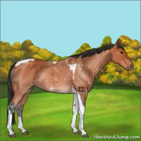 Horse Color:Bay Tobiano 