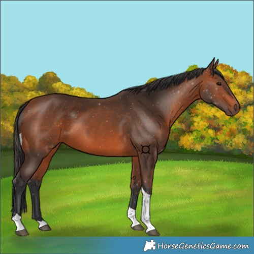 Horse Color:Bay Tobiano 