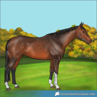 Horse Color:Bay Tobiano