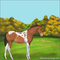 Horse Color:Bay Tobiano 