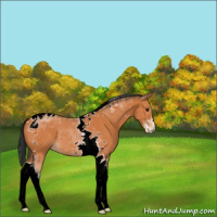 Horse Color:Bay Tobiano 