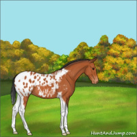 Horse Color:Bay Tobiano Near Leopard
