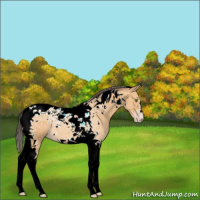 Horse Color:Amber Champagne Tobiano