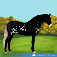 Horse Color:Amber Champagne Dun Splash Tobiano Near Leopard 