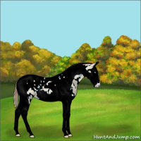 Horse Color:Amber Champagne Dun Splash Tobiano Appaloosa