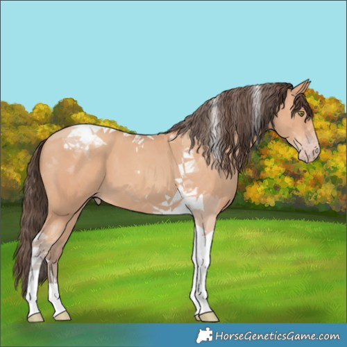 Horse Color:Amber Champagne Tobiano 