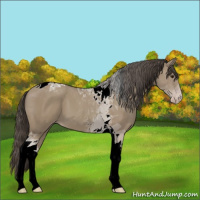 Horse Color:Classic Champagne Tobiano
