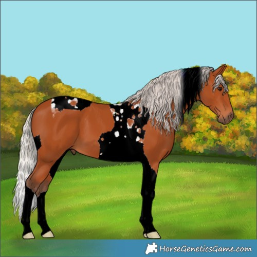 Horse Color:Silver Bay Tobiano