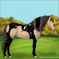 Horse Color:Amber Champagne Tobiano 