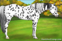 Horse Color:Gray Black Sabino Appaloosa 