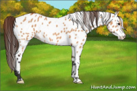 Horse Color:Bay Dun Appaloosa