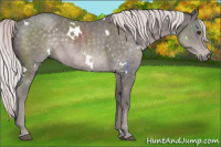 Horse Color:Platinum White Spotted Chocolate Palomino Rabicano