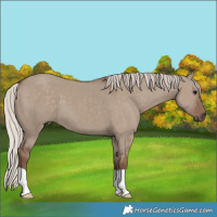 Horse Color:Silver Grullo