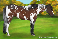 Horse Color:White Spotted Brown 