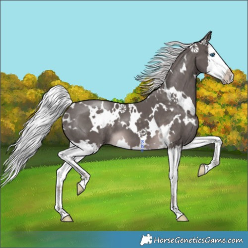 Horse Color:Platinum White Spotted Chocolate Palomino Splash 
