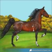 Horse Color:Brown Tobiano 