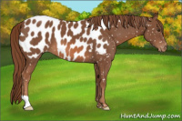 Horse Color:Chestnut Appaloosa