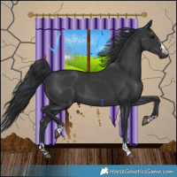 Horse Color:Black 