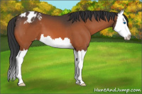Horse Color:Bay Splash Appaloosa