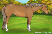 Horse Color:Chocolate Palomino 