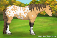 Horse Color:Buckskin Appaloosa